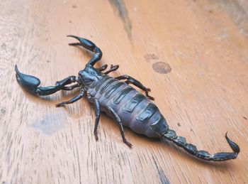 High angle view of insect on wood