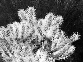 Close-up of cactus plant