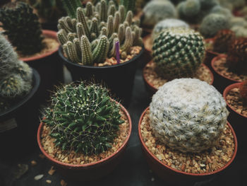 Close-up of succulent plants