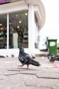 Close-up of pigeon perching on footpath