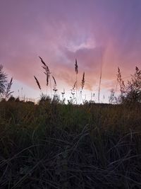 Silhouette plants on field against sky at sunset