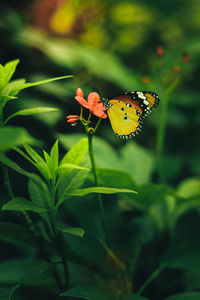 Close-up of butterfly pollinating on flower