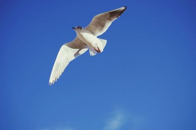 flying