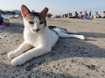 Close-up of a cat lying on land