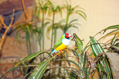 Bird perching on plant