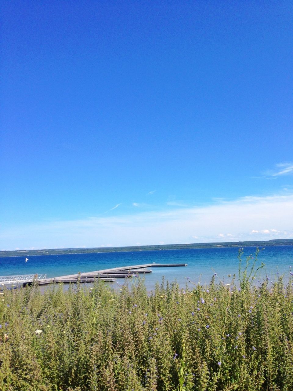 sea, water, blue, horizon over water, tranquil scene, tranquility, beauty in nature, scenics, beach, nature, sky, copy space, shore, plant, grass, clear sky, idyllic, growth, coastline, day