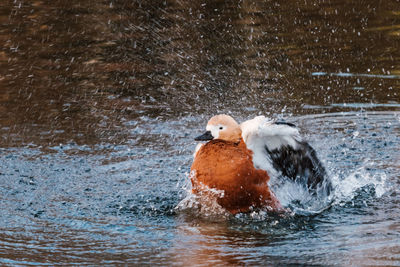 Duck swimming in lake