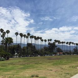 Palm trees against cloudy sky