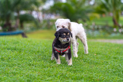 Portrait of a dog on field