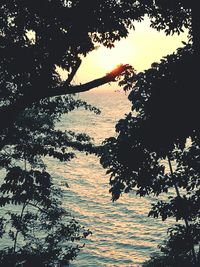 Close-up of silhouette tree against lake during sunset
