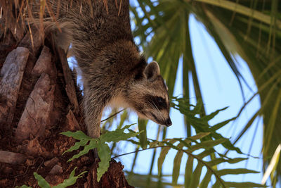 Close-up of lizard on tree