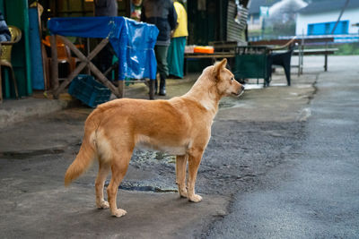 pet