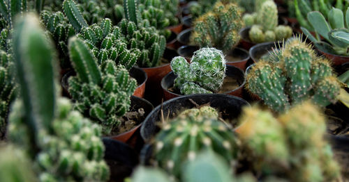 Close-up of succulent plant on field