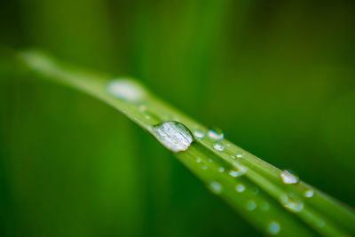 Macro view of droplet of water on grass