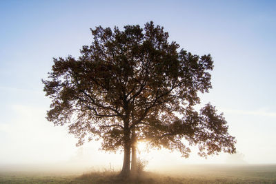 Tree on field against sky