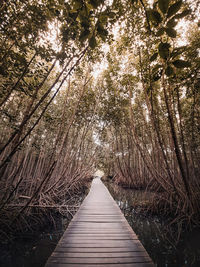 Narrow pathway along trees in forest