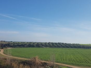 Scenic view of agricultural field against sky