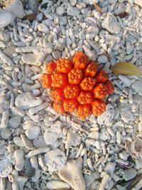 High angle view of pumpkins on pebbles