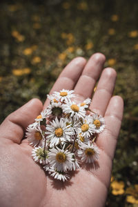 Close-up of hand holding white flower