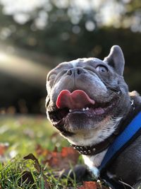 Close-up of a dog