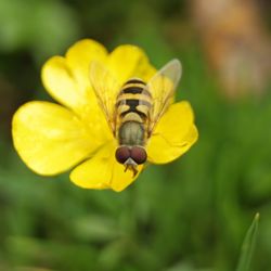 Close-up of insect on yellow flower