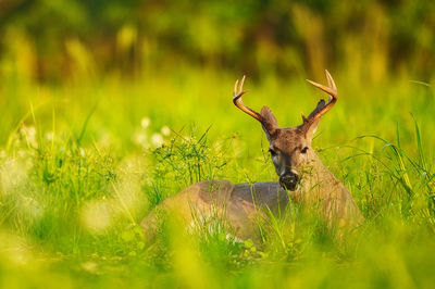 View of deer on field