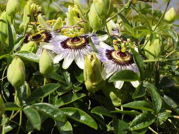 Close-up of bee on flowers