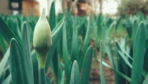 Close-up of plants against blurred background