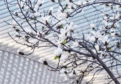 Low angle view of cherry blossoms in spring