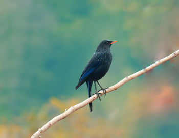 Close-up of bird perching on branch