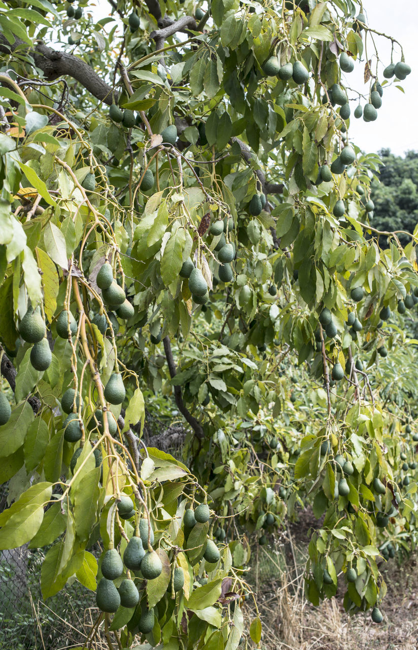 CLOSE-UP OF FRUITS GROWING ON PLANT