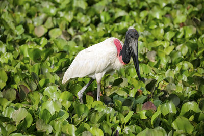 Close-up of bird perching on field