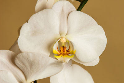 Close-up of white orchid flower