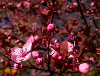 Close-up of pink flowers on branch