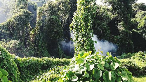 Plants growing in forest