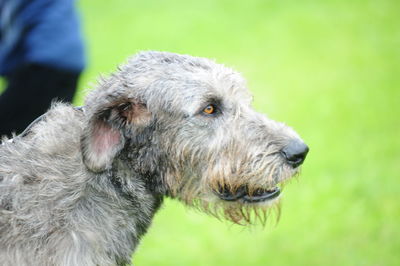 Close-up of dog looking away