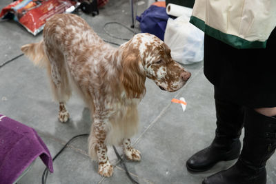 Close up of a dog standing at attention next a person