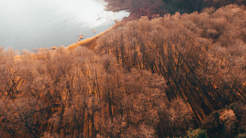 Scenic view of forest against sky during autumn