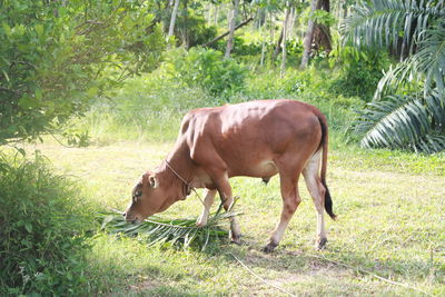 Side view of horse grazing on grass