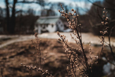 Close-up of dried plant on field