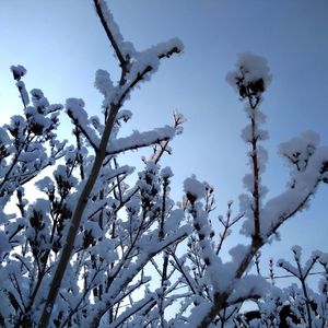 Low angle view of snow covered tree against sky