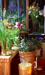 Potted plants on window sill