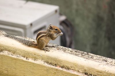 Close-up of squirrel