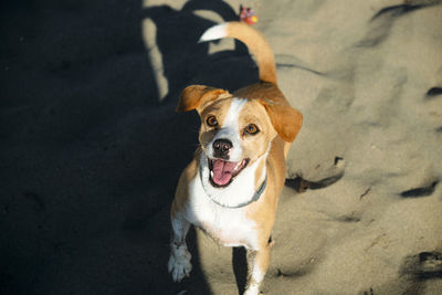 High angle portrait of dog standing outdoors