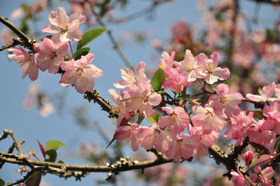 Close-up of pink cherry blossoms in spring