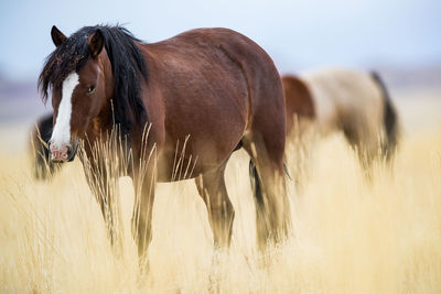 Horse standing in a field