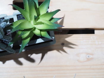 High angle view of potted plant on table