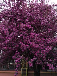 Purple flowers on tree