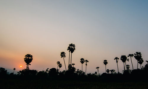 Silhouette palm trees on field against sky at sunset