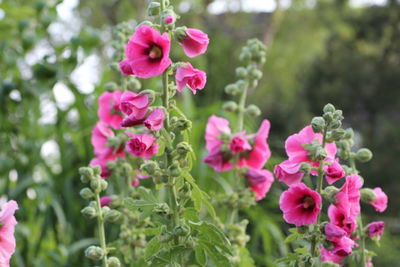 Close-up of pink flowers